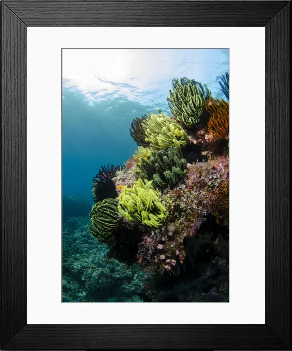 Framed Print : UW ET 1809 67 Framed Print : UW ET 1809 67