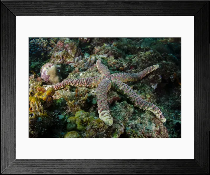 Framed Print : UW ET 1809 72 Framed Print : UW ET 1809 72