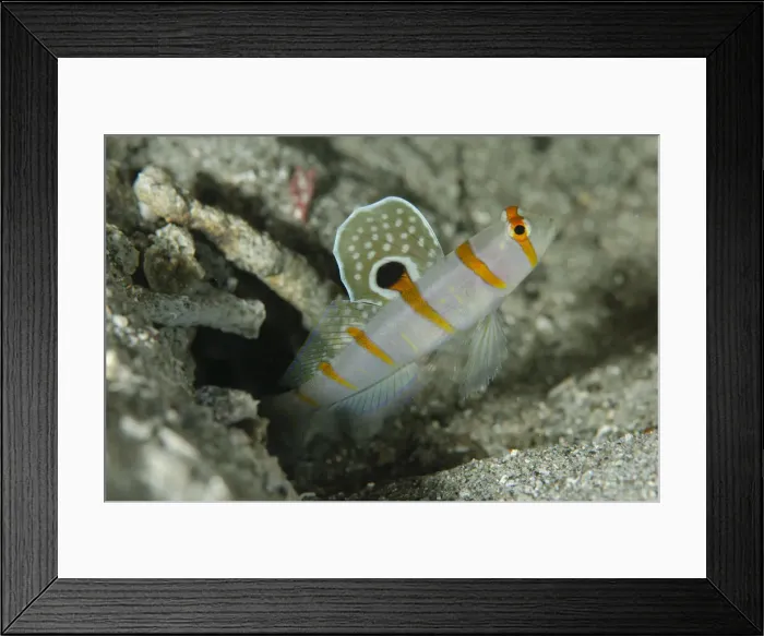 Framed Print : UW ET 1810 33 Framed Print : UW ET 1810 33