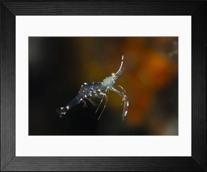 Framed Print : UW ET 1810 41 Framed Print : UW ET 1810 41