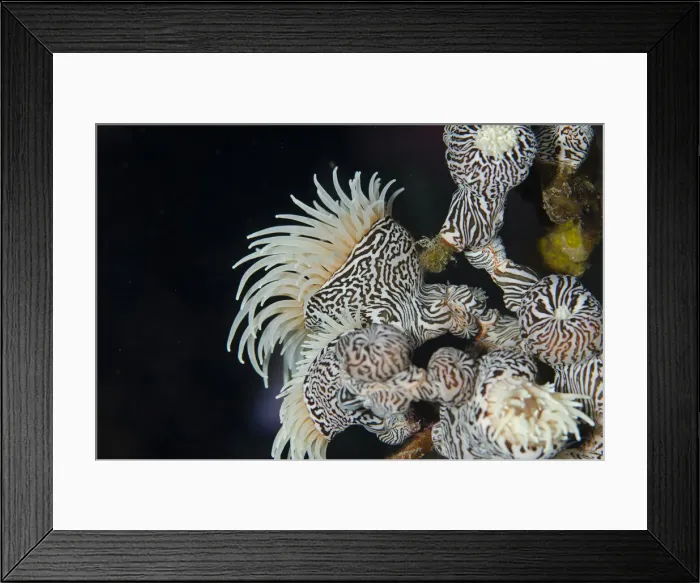 Framed Print : UW ET 1810 50 Framed Print : UW ET 1810 50