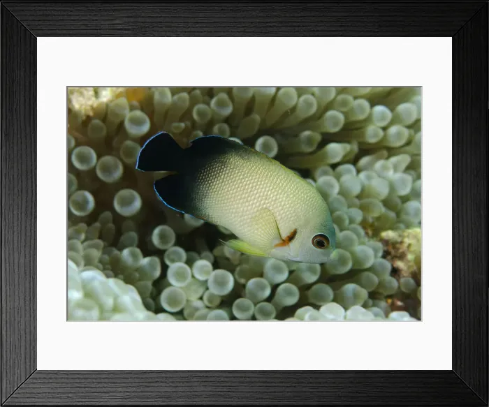 Framed Print : UW ET 1811 025 Framed Print : UW ET 1811 025