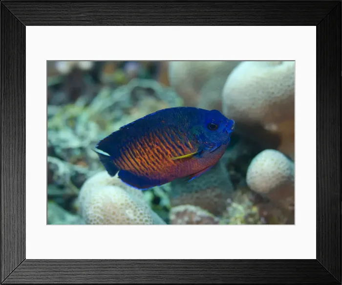 Framed Print : UW ET 1811 033 Framed Print : UW ET 1811 033