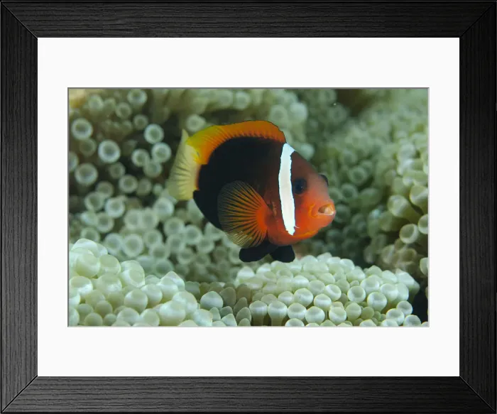 Framed Print : UW ET 1811 027 Framed Print : UW ET 1811 027