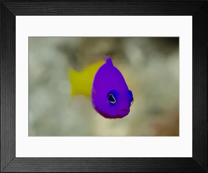 Framed Print : UW ET 1811 045 Framed Print : UW ET 1811 045