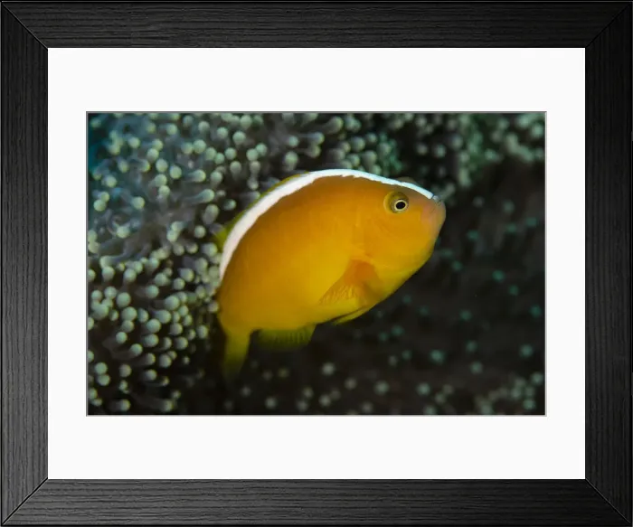 Framed Print : UW ET 1811 041 Framed Print : UW ET 1811 041