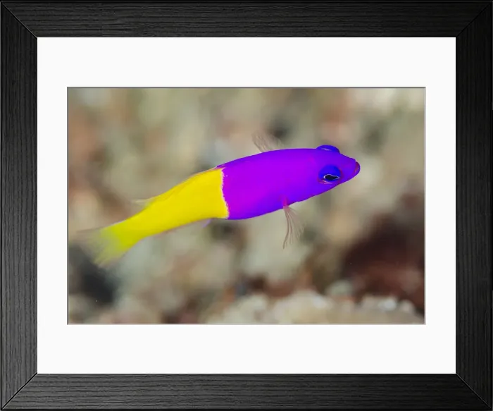 Framed Print : UW ET 1811 048 Framed Print : UW ET 1811 048