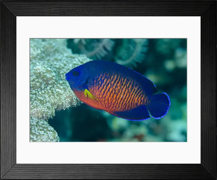 Framed Print : UW ET 1811 063 Framed Print : UW ET 1811 063