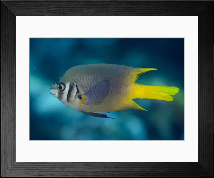 Framed Print : UW ET 1811 068 Framed Print : UW ET 1811 068