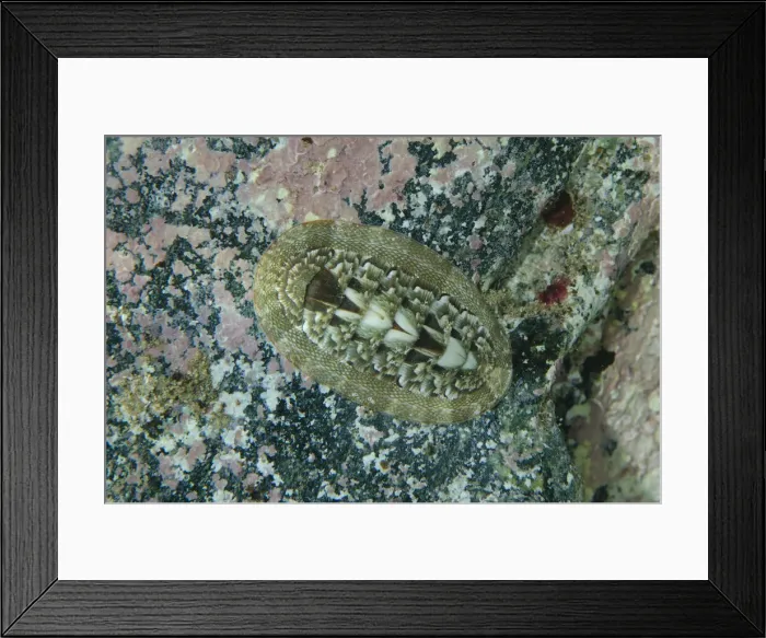 Framed Print : UW ET 1811 106 Framed Print : UW ET 1811 106