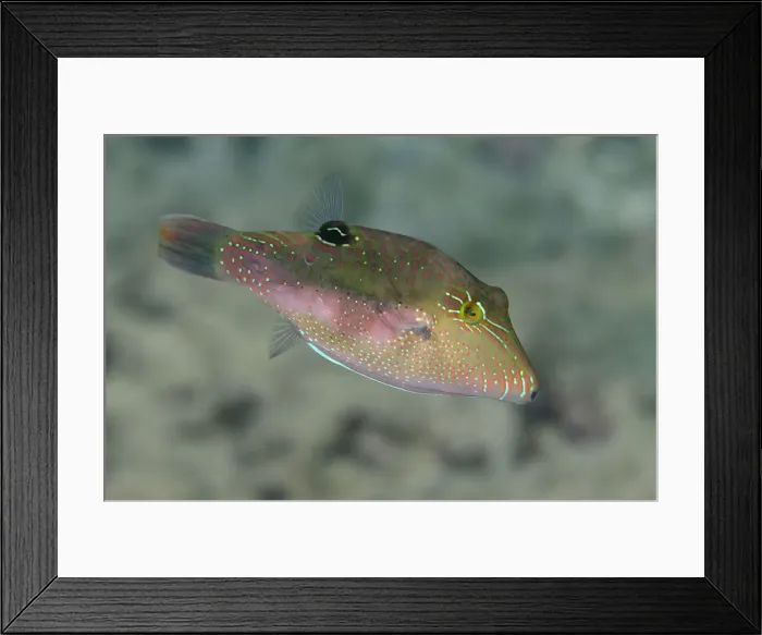 Framed Print : UW ET 1812 05 Framed Print : UW ET 1812 05