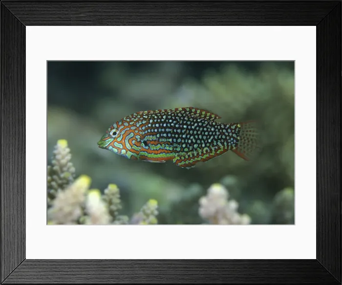 Framed Print : UW ET 1812 07 Framed Print : UW ET 1812 07