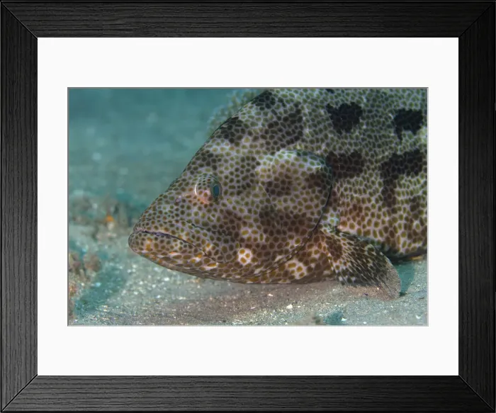 Framed Print : UW ET 1812 10 Framed Print : UW ET 1812 10