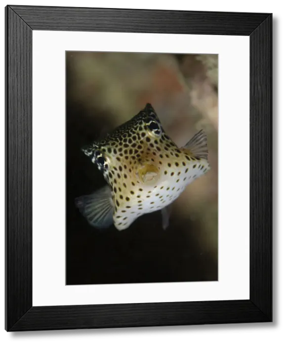 Framed Print : UW ET 1812 26 Framed Print : UW ET 1812 26