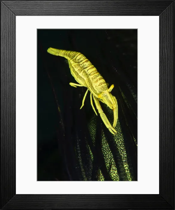 Framed Print : UW ET 1812 35 Framed Print : UW ET 1812 35