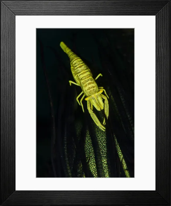 Framed Print : UW ET 1812 36 Framed Print : UW ET 1812 36
