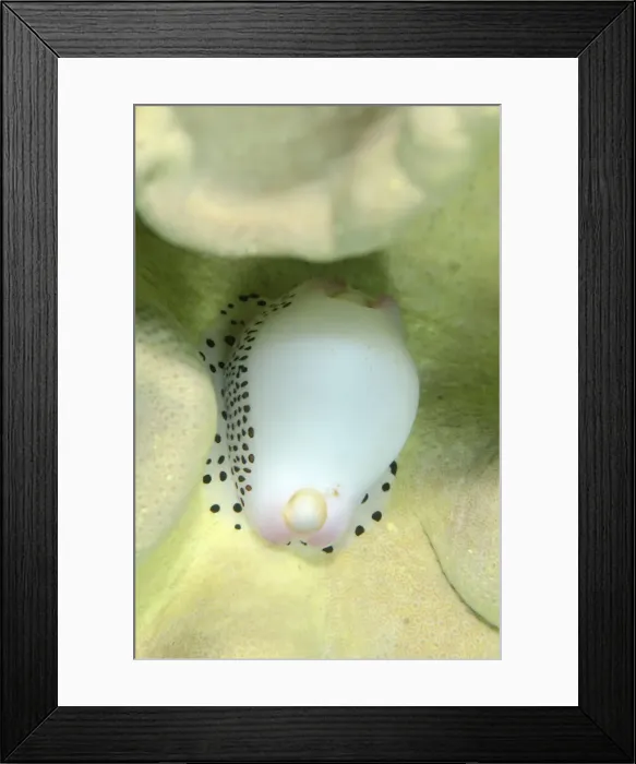 Framed Print : UW ET 1813 23 Framed Print : UW ET 1813 23