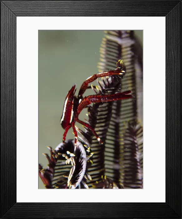 Framed Print : UW ET 1814 05 Framed Print : UW ET 1814 05