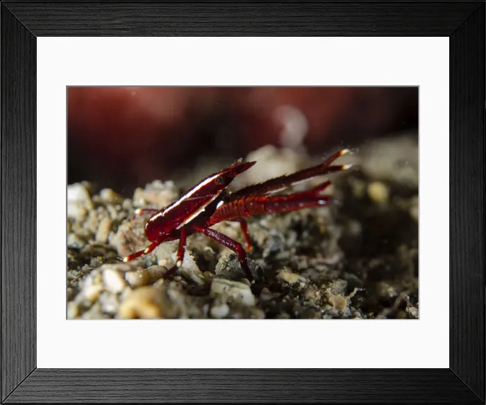 Framed Print : UW ET 1814 09