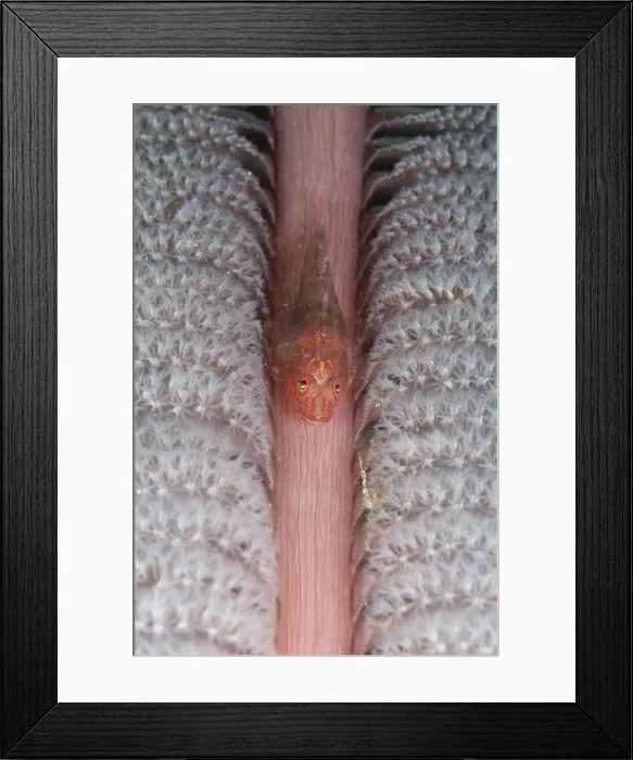Framed Print : UW ET 1814 20 Framed Print : UW ET 1814 20