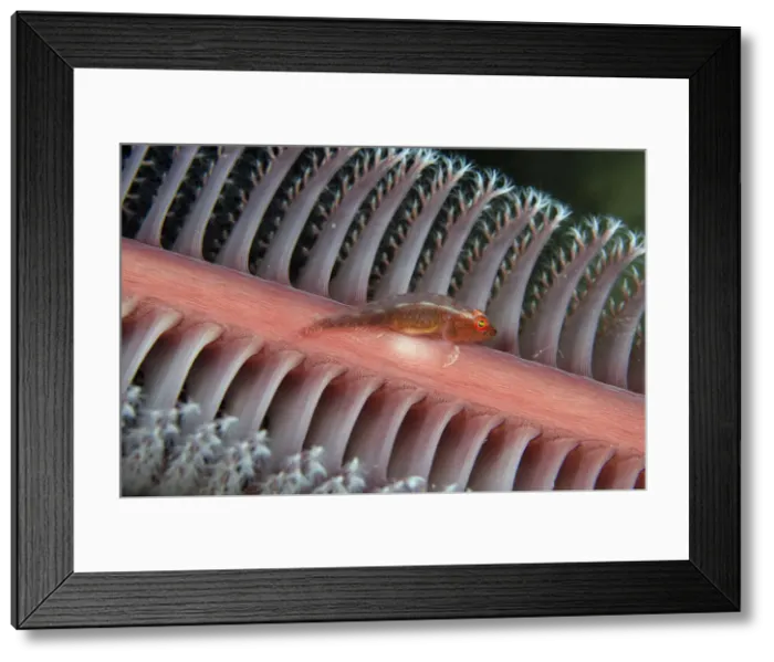 Framed Print : UW ET 1814 23 Framed Print : UW ET 1814 23