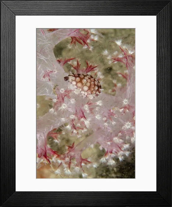 Framed Print : UW ET 1814 29 Framed Print : UW ET 1814 29