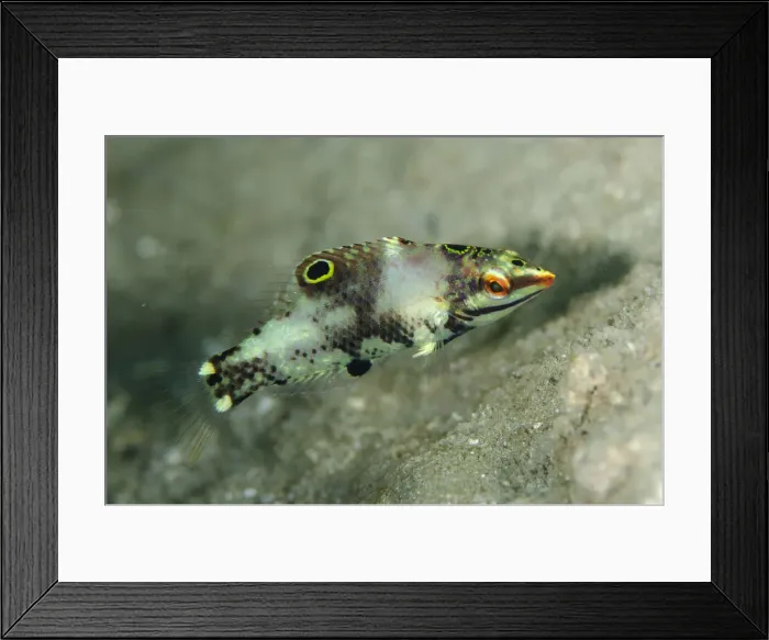 Framed Print : UW ET 1815 18 Framed Print : UW ET 1815 18