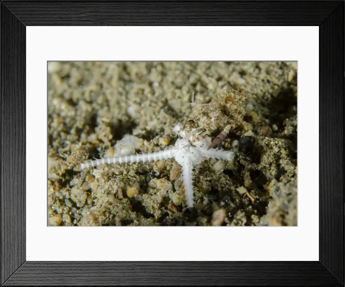 Framed Print : UW ET 1817 06 Framed Print : UW ET 1817 06