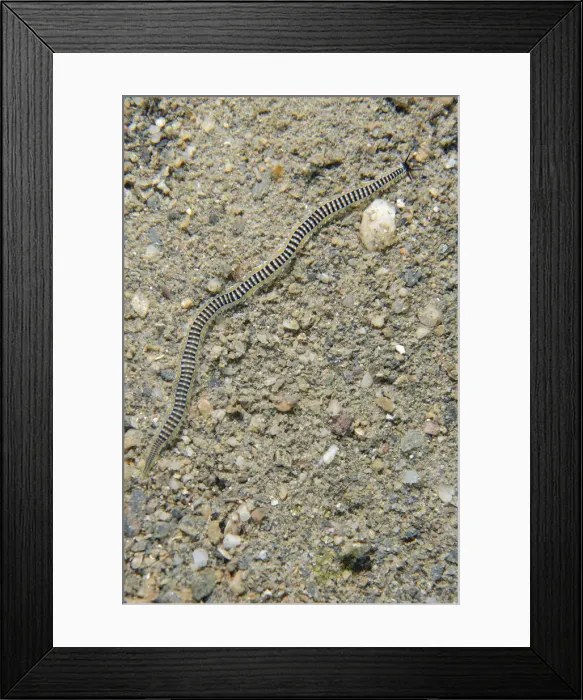Framed Print : UW ET 1817 07 Framed Print : UW ET 1817 07