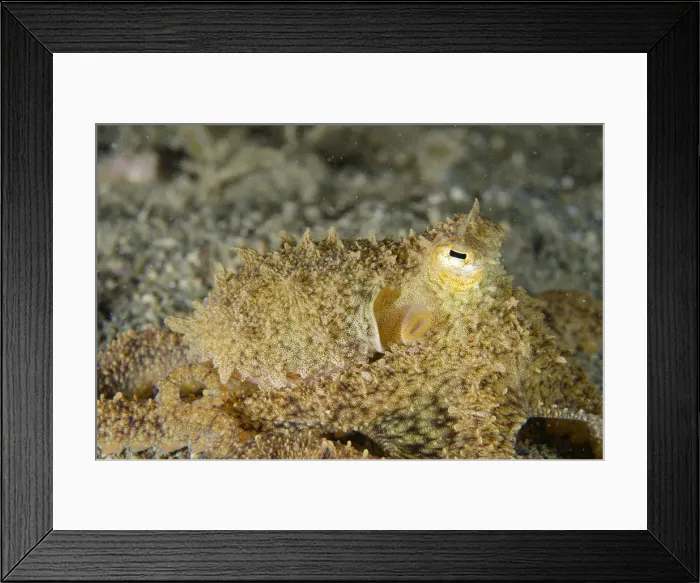 Framed Print : UW ET 1817 12 Framed Print : UW ET 1817 12