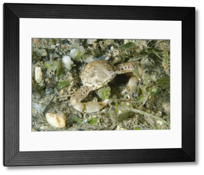 Framed Print : UW ET 1817 55 Framed Print : UW ET 1817 55