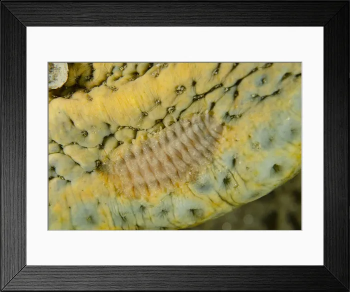 Framed Print : UW INDO 1836 077 Framed Print : UW INDO 1836 077