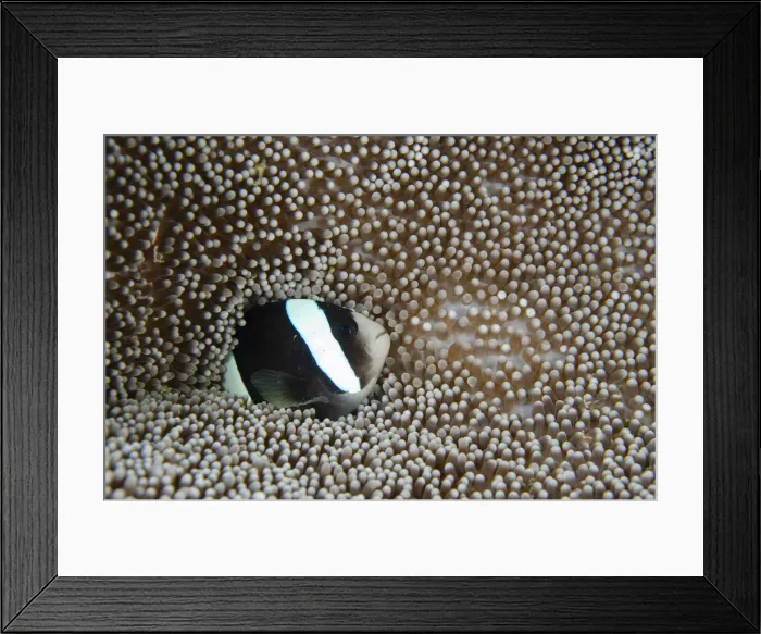Framed Print : UW INDO 1839 094 Framed Print : UW INDO 1839 094