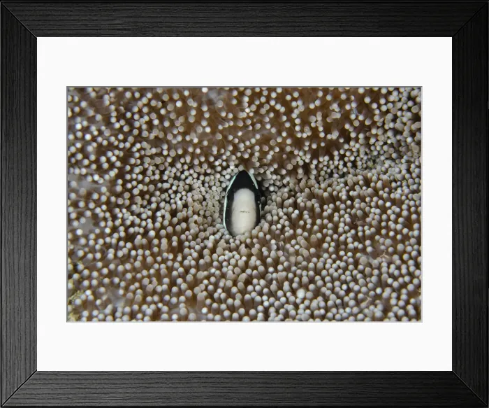 Framed Print : UW INDO 1839 099 Framed Print : UW INDO 1839 099
