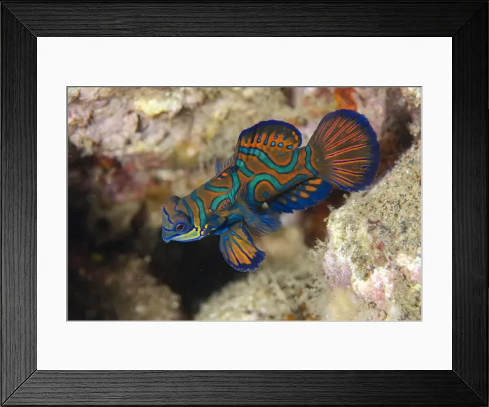 Framed Print : UW INDO 1843 41 Framed Print : UW INDO 1843 41