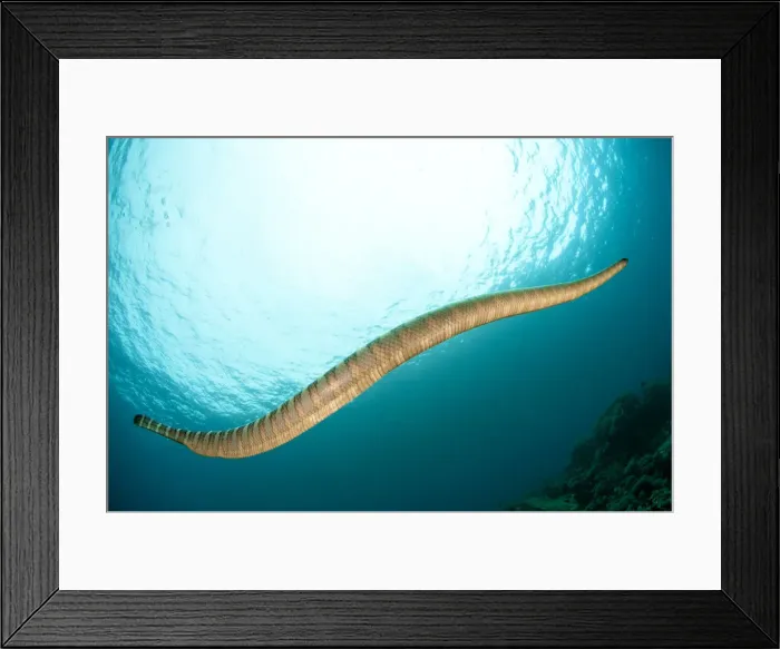 Framed Print : UW INDO 1849 063 Framed Print : UW INDO 1849 063