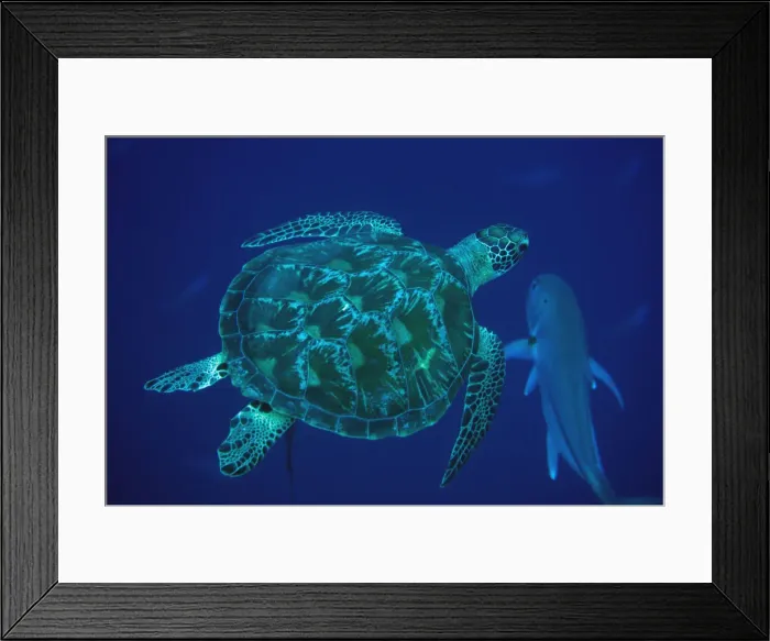Framed Print : UW INDO 1852 001 Framed Print : UW INDO 1852 001
