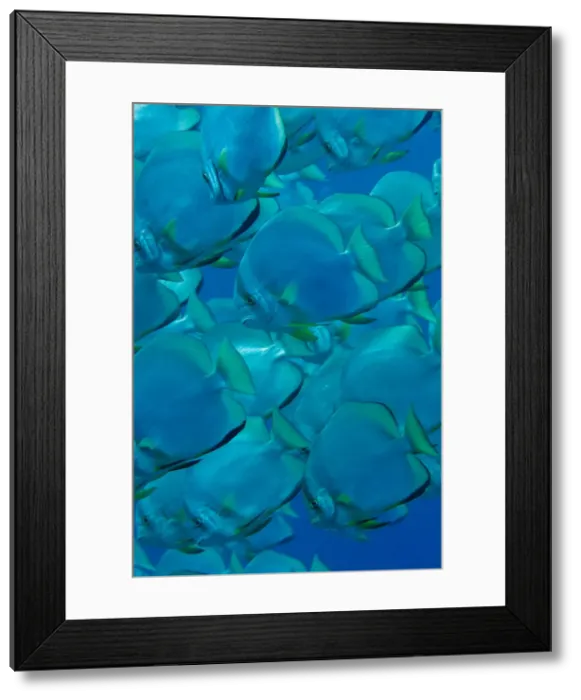 Framed Print : UW INDO 1852 015 Framed Print : UW INDO 1852 015