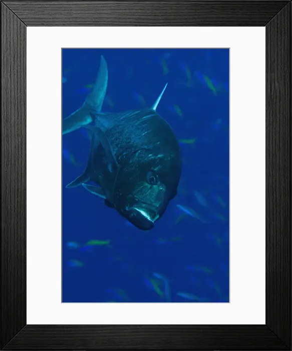 Framed Print : UW INDO 1854 071 Framed Print : UW INDO 1854 071