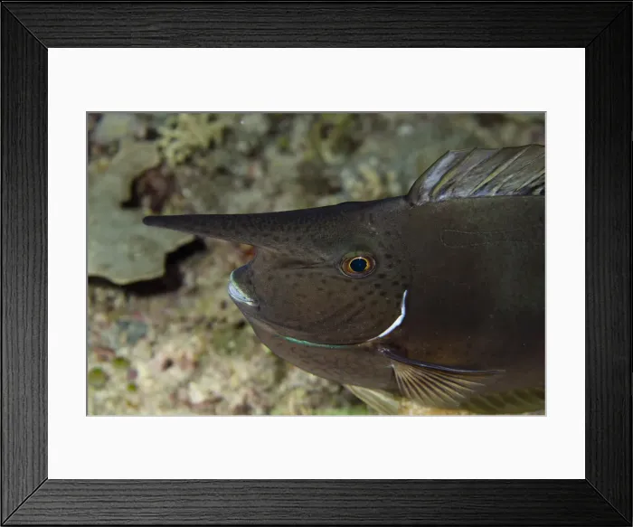 Framed Print : UW INDO 1857 24 Framed Print : UW INDO 1857 24