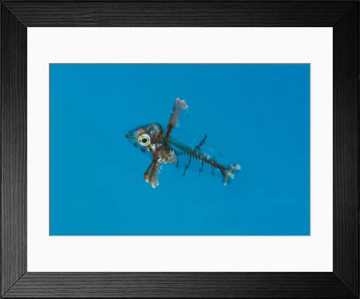 Framed Print : UW INDO 1859 08 Framed Print : UW INDO 1859 08