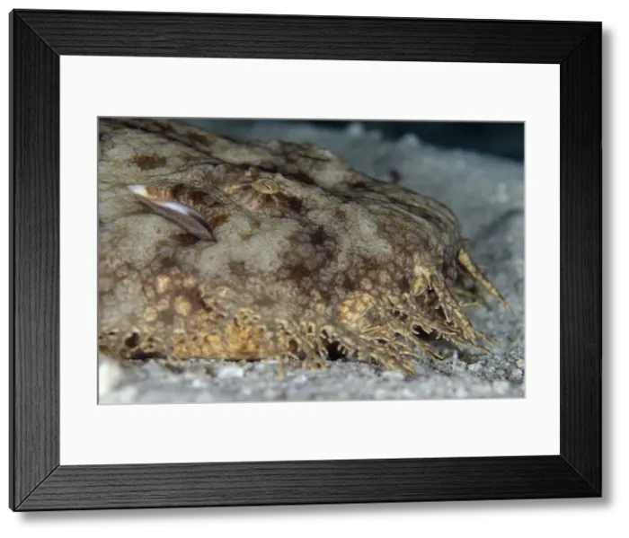 Framed Print : UW INDO 1859 22 Framed Print : UW INDO 1859 22