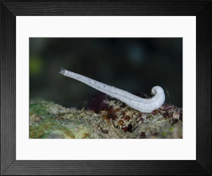 Framed Print : UW INDO 1859 34 Framed Print : UW INDO 1859 34