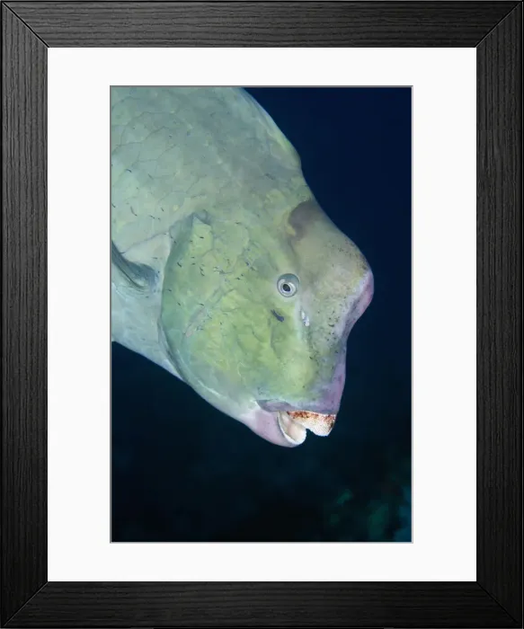 Framed Print : UW INDO 1861 29 Framed Print : UW INDO 1861 29
