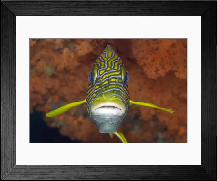 Framed Print : UW INDO 1869 53 Framed Print : UW INDO 1869 53