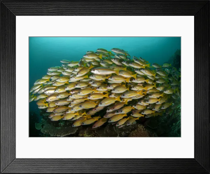 Framed Print : UW INDO 1870 07 Framed Print : UW INDO 1870 07