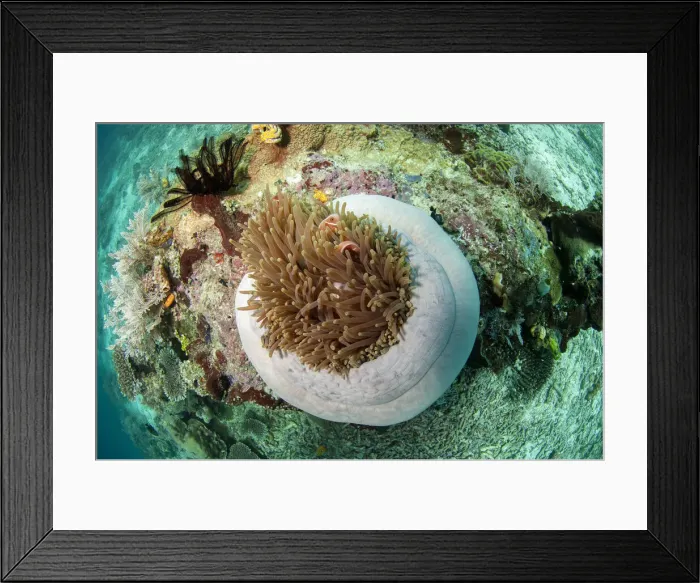 Framed Print : UW INDO 1870 42 Framed Print : UW INDO 1870 42