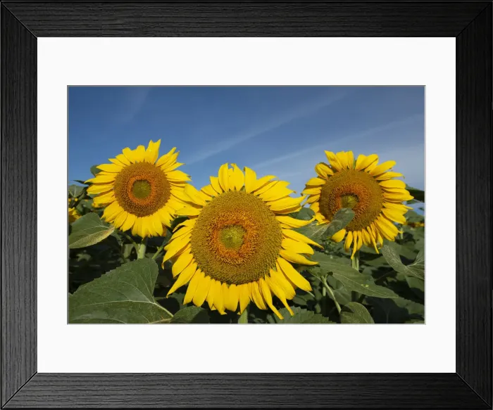 Framed Print : FRA 19-07 338 Framed Print : FRA 19-07 338