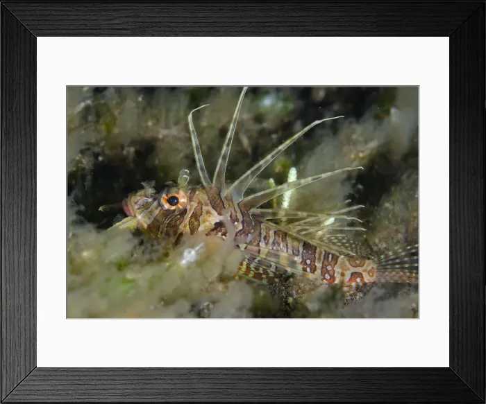 Framed Print : UW INDO 1886 01 Framed Print : UW INDO 1886 01