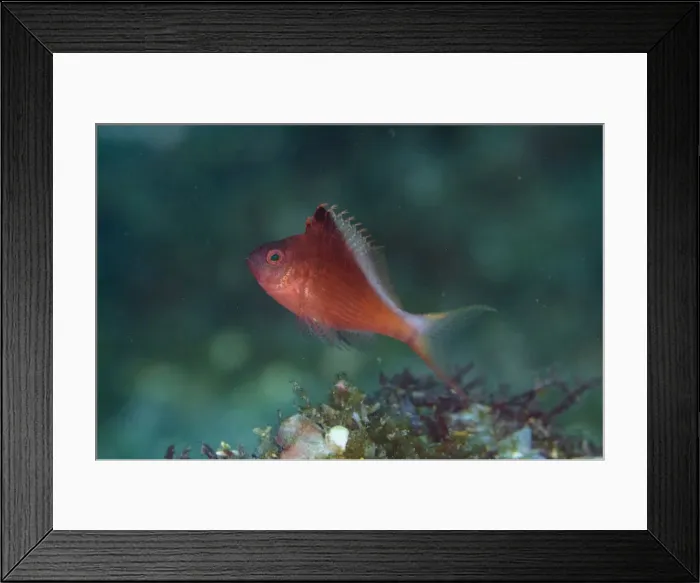 Framed Print : UW INDO 1888 31 Framed Print : UW INDO 1888 31